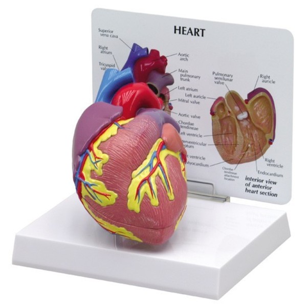 Gpi Anatomical Anatomical Model - Heart 2500